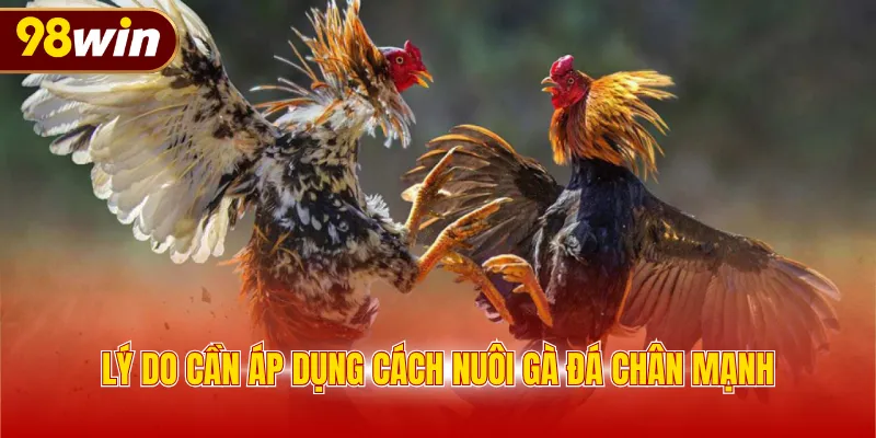 Lý do cần áp dụng cách nuôi gà đá chân mạnh