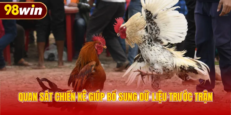 Quan sát chiến kê giúp bổ sung dữ liệu trước trận