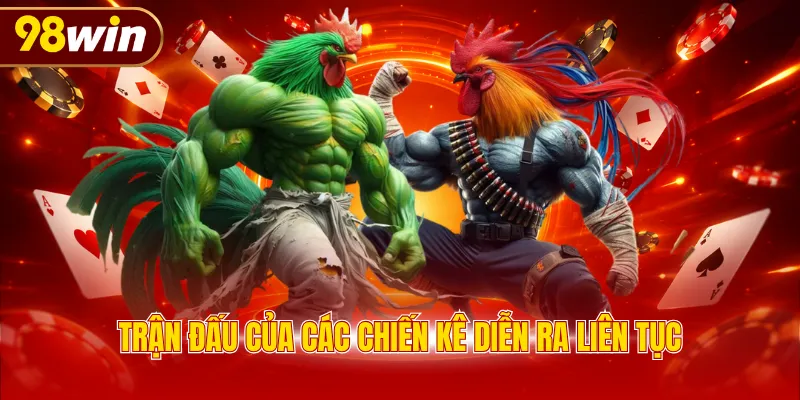 Trận đấu của các chiến kê diễn ra liên tục